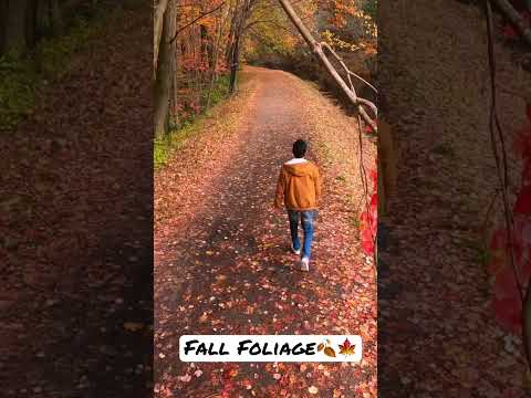 Fall foliage at Mine Falls Park video thumbnail